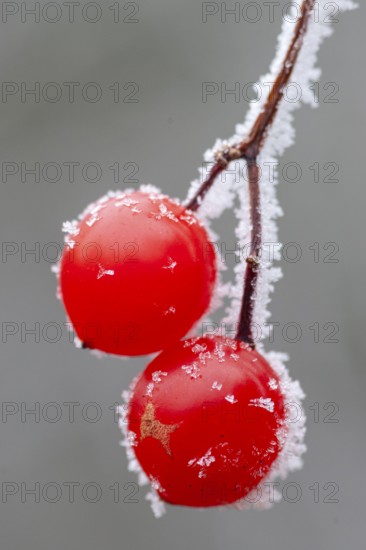 Hoarfrost on the fruit of the Guelder rose (Viburnum opulus), Oldenburger Münsterland, Vechta,
