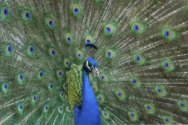 Peacock (P. scalloped ribbonfish) in ornamental plumage, Vechta, Lower Saxony, Germany