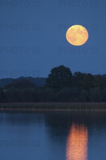 Rising full moon on the shores of Schaalsee, Zarrentin, Mecklenburg-Western Pomerania, Germany