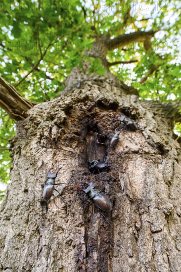 Several black stag beetles (Lucanus cervus) sucking sugary plant sap at a so-called leak site on a