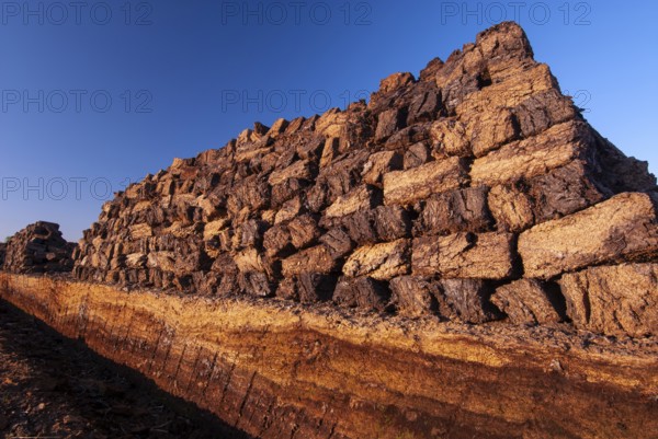 Peat in winter moor, Goldenstedt, Lower Saxony, Germany