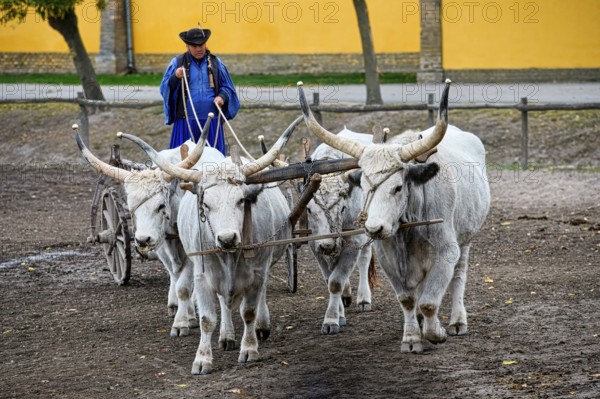 Steppe cattle conduction demonstration, Puszta, Hungary