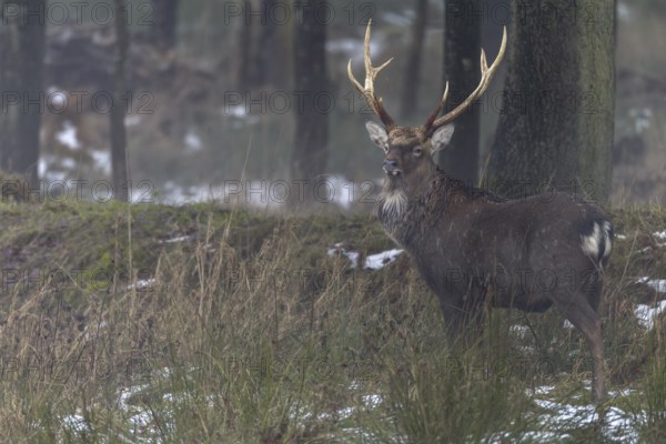 Sika deer (Cervus nippon) standing securely at the edge of the forest, subspecies Manchurian sika