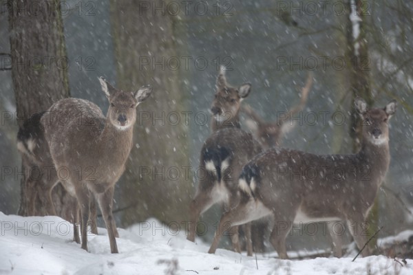 Sika deer herd (Cervus nippon) in the winter forest, subspecies Manchurian sika deer, winter,