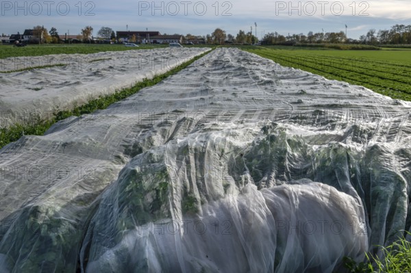 Early vegetables covered with foil in Knoblauchsland, largest contiguous vegetable growing region