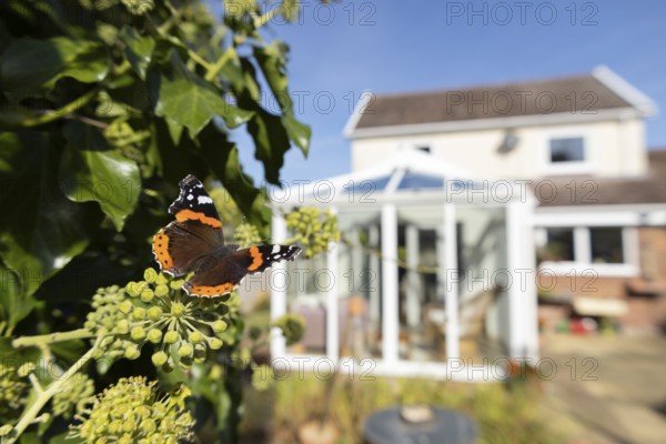 Red admiral butterfly (Vanessa atalanta) adult insect feeding on Ivy flowers in a garden with a