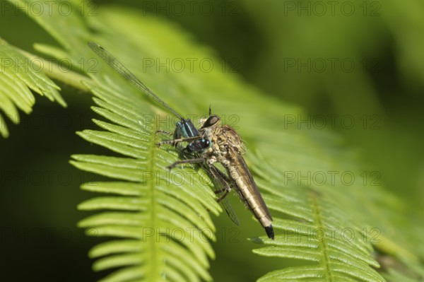 Kite-tailed robberfly (Machimus atricapillus) adult insect eating a damselfly on a fern leaf in