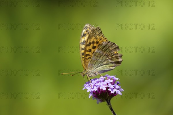 Silver-washed fritillary butterfly (Argynnis paphia) adult insect feeding on a garden Verbena