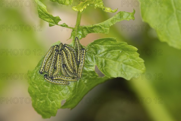 Large or Cabbage white butterfly (Pieris brassicae) juvenile larva caterpillars pest feeding on