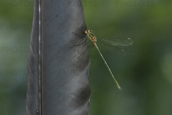 Emerald damselfly (Lestes sponsa) adult insect resting on a bird feather in summer, England, United