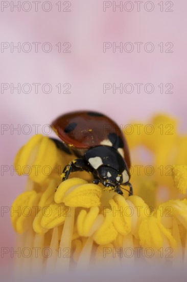 Seven-spot ladybird or ladybug (Coccinella septempunctata) adult insect on a garden Camellia flower