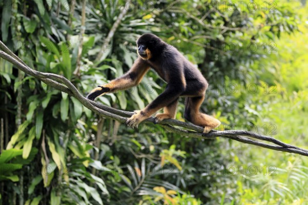 Southern yellow-cheeked gibbon (Nomascus gabriellae), adult, male, climbing, on tree, Southeast