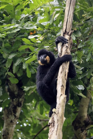 Southern yellow-cheeked gibbon (Nomascus gabriellae), adult, male, sitting, on tree, alert,