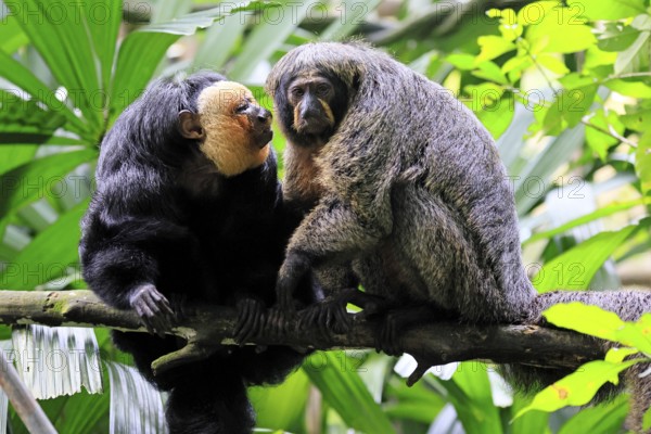 White-headed Saki (Pithecia pithecia), adult, on tree, pair, male, female, social behaviour, South