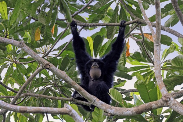 Siamang (Symphalangus syndactylus), adult, on tree, calling, Southeast Asia