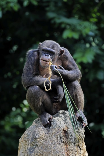 Chimpanzee (Pan troglodytes), adult, on rocks, feeding