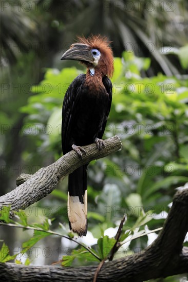 Black-helmeted Hornbill (Ceratogymna atrata), Club-tailed Hornbill, adult, female, perch, South