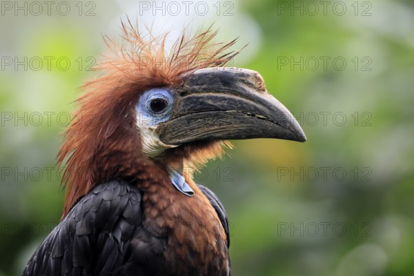 Black-helmeted Hornbill (Ceratogymna atrata), Club-tailed Hornbill, adult, female, portrait, South