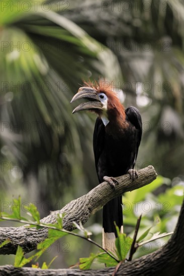 Black-helmeted Hornbill (Ceratogymna atrata), Club-tailed Hornbill, adult, female, perch, calling,
