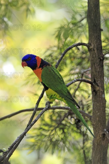 Red-naped Lorikeet (Trichoglossus rubritorquis), Darwin All-coloured Lorikeet, adult, on tree,