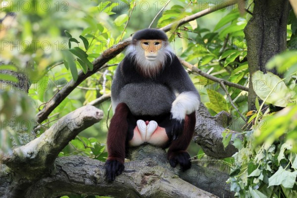 Red-shanked monkey (Pygathrix nemaeus), adult, male, in tree, sitting, relaxed, Southeast Asia