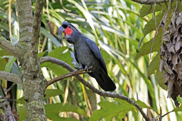 Palm Cockatoo (Probosciger aterrimus), Arabian Cockatoo, adult, on tree, perch, calling, Australia
