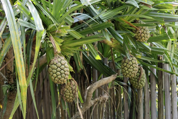 Pandanus tectorius, genus screw trees, unripe fruit dressing, fruits, useful plant, Singapore,