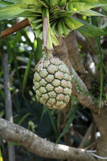 Pandanus tectorius, genus screw trees, unripe fruit dressing, fruits, useful plant, Singapore,