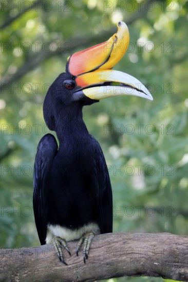 Rhinoceros bird (Buceros rhinoceros), adult, male, on tree, on wait, Southeast Asia
