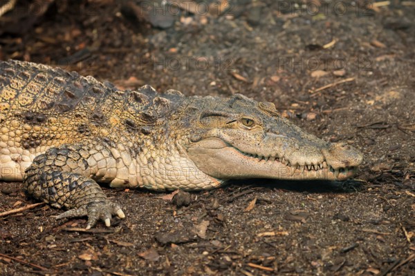 Philippine crocodile (Crocodylus mindorensis), adult, portrait, on land, Philippines, Southeast