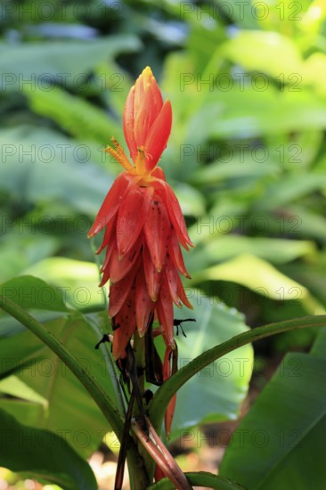 Musa coccinea, red dwarf banana, flower, Singapore, Southeast Asia
