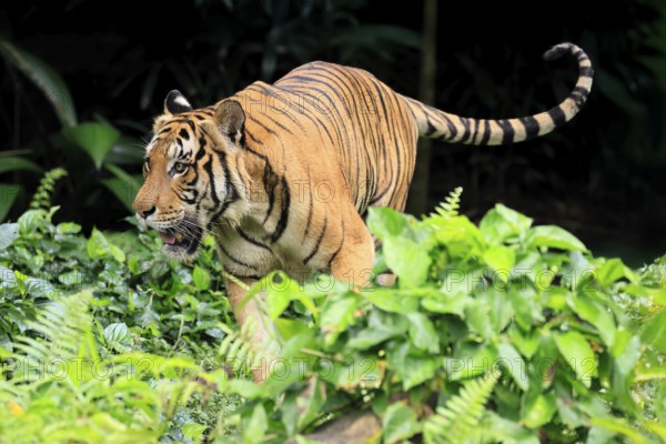 Malaysia tiger (Panthera tigris jacksoni), adult, running, stalking, vigilant, Malaysia, Southeast