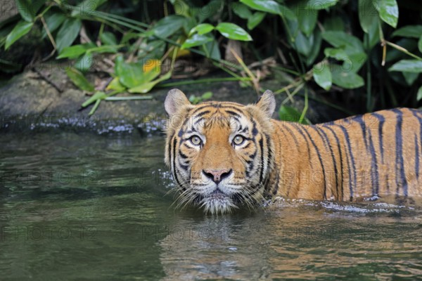 Malaysia tiger (Panthera tigris jacksoni), adult, in water, alert, portrait, Malaysia, Southeast