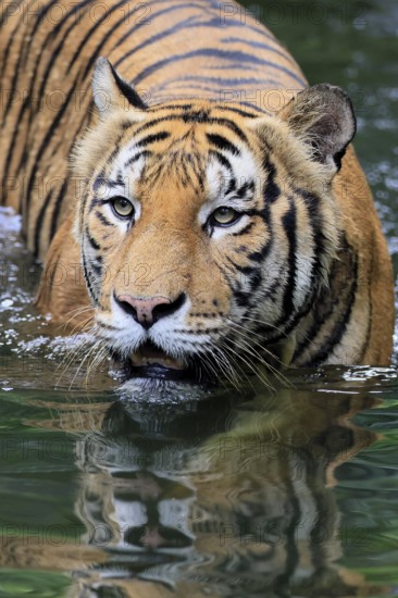 Malaysia tiger (Panthera tigris jacksoni), adult, in water, alert, Malaysia, Southeast Asia