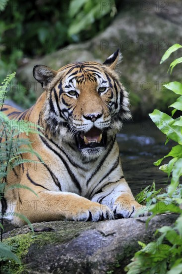 Malaysia tiger (Panthera tigris jacksoni), adult, portrait, rock, vigilant, Malaysia, Southeast