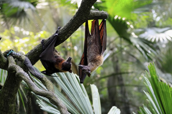 Kalong flying fox (Pteropus vampyrus), adult, two animals, in sleeping tree, during the day,