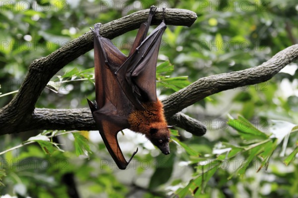 Kalong flying fox (Pteropus vampyrus), adult, in sleeping tree, during the day, alert, Singapore,