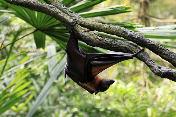 Kalong flying fox (Pteropus vampyrus), adult, climbing, in sleeping tree, during the day,