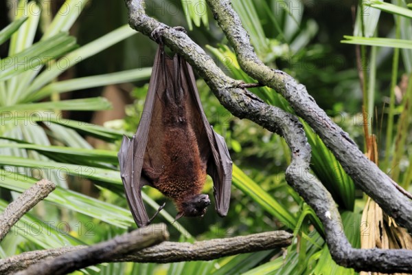 Kalong flying fox (Pteropus vampyrus), adult, resting, in sleeping tree, during the day, Singapore,