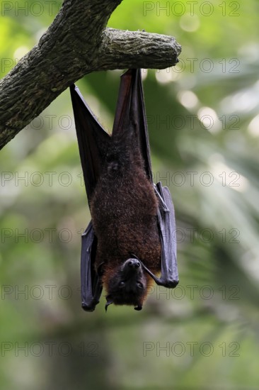 Kalong flying fox (Pteropus vampyrus), adult, resting, in sleeping tree, during the day, Singapore,