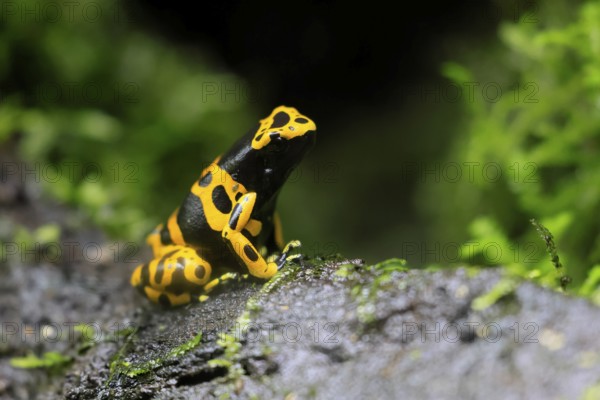 Yellow-banded poison dart frog (Dendrobates leucomelas), adult, on leaf, on land, South America,