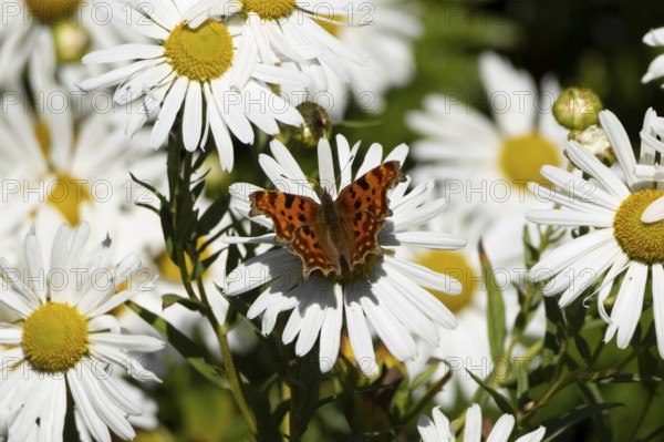 Comma butterfly (Polygonia c-album) adult insect feeding on a garden daisy flowers in summer,