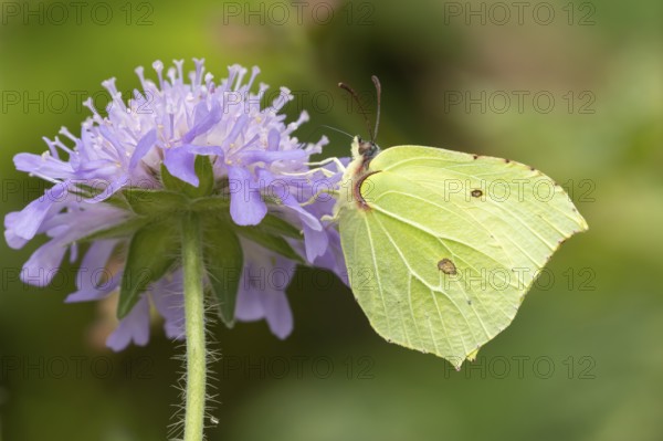Brimstone butterfly (Gonepteryx rhamni) adult male insect feeding on a Field scabious flower in