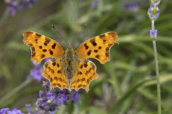 Comma butterfly (Polygonia c-album) adult insect feeding on a garden blue English lavender flowers