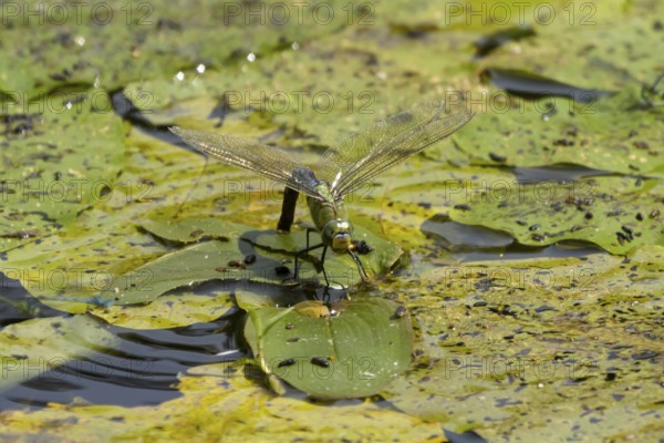 Emperor dragonfly (Anax imperator) adult female insect egg laying or ovipositioning on the water