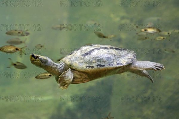 Burmese Roofed Turtle (Batagur trivittata), adult, in water, swimming, Myanmar, Asia, captive