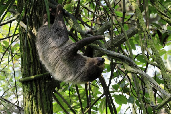 Linnaeus's two-toed sloth (Choloepus didactylus), Unau, adult, in tree, climbing, foraging,