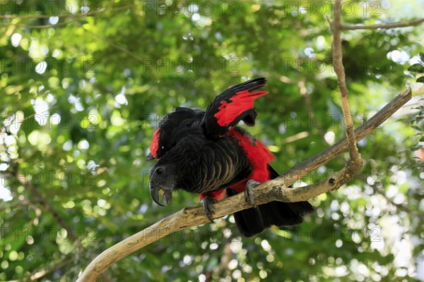 Bristle-headed Parrot (Psittrichas fulgidus), adult, on tree, spreading, wings, New Guinea,