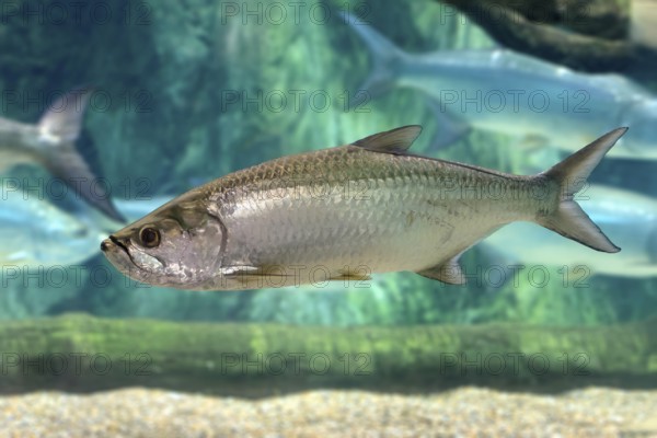 Atlantic tarpon (Megalops atlanticus), adult, in water, swimming, Atlantic Ocean, Singapore,