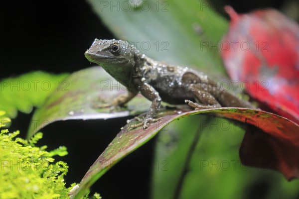 Graham's Anolis (Anolis grahami), Jamaican turquoise anole, adult, on leaf, Jamaica, Caribbean,